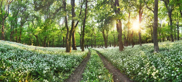 Chodnik przez las wiosna z kwitnących białych kwiatów. Wil — Zdjęcie stockowe