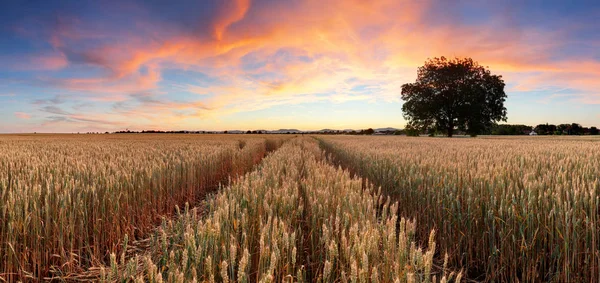 Panorama des Weizenfeldes bei Sonnenuntergang — Stockfoto