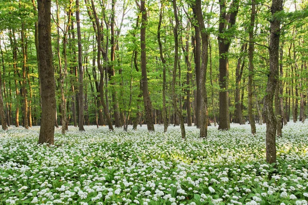 Paisagem florestal com piso coberto por um cobertor de verde selvagem g — Fotografia de Stock