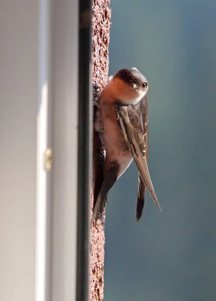 ツバメ - 屋外の鳥 — ストック写真