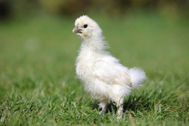 Yaz aylarında yeşil bir bahçede yürüyüş beyaz ipek tavuk