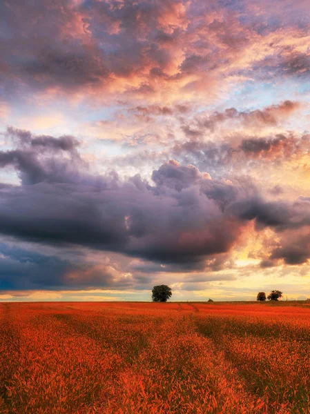 Sunset meadow with dramatic sky — Stock Photo, Image