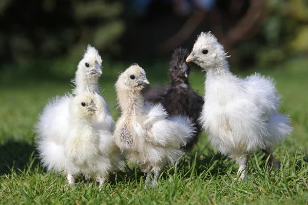 Chicken silk chinese bio farm, outdoor — Stock Photo, Image