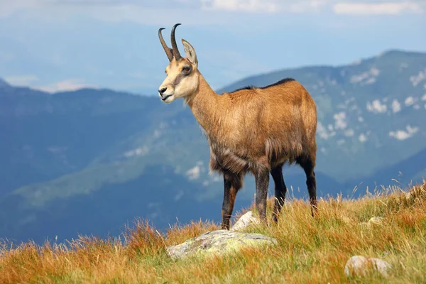 Chamois - bir dağda giden Rupicapra Carpatica