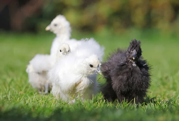 Baby chicken in green grass — Stock Photo, Image