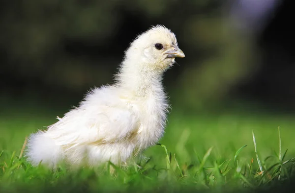 Un poco de pollos en una hierba, al aire libre — Foto de Stock