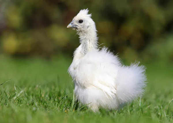 Pollo bianco di seta che cammina in un giardino verde in estate — Foto Stock