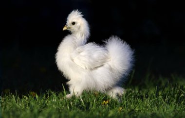 Eğlenceli beyaz tavuk çalıştıran