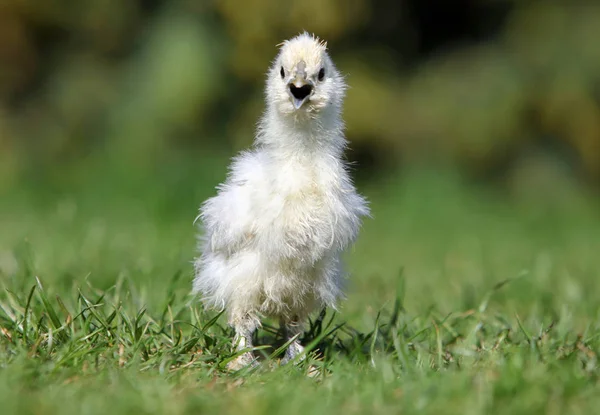Маленькие цыплята на траве, на открытом воздухе — стоковое фото