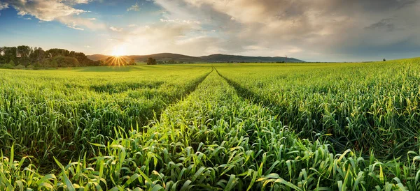 Panorama pola pszenicy zielony na zachód słońca, słońce — Zdjęcie stockowe