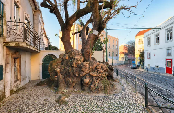 Stare wielkie drzewo w pobliżu Miradouro de Santa Luzia w Lizbonie — Zdjęcie stockowe