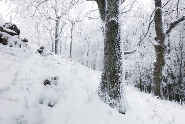 Winter in frost forest with tree and snow — Stock Photo, Image