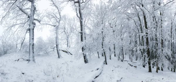 Panorama zima leśnych drzew pokryte śniegiem — Zdjęcie stockowe