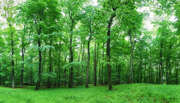 Ağaçlarla yeşil orman ve çimen — Stok fotoğraf