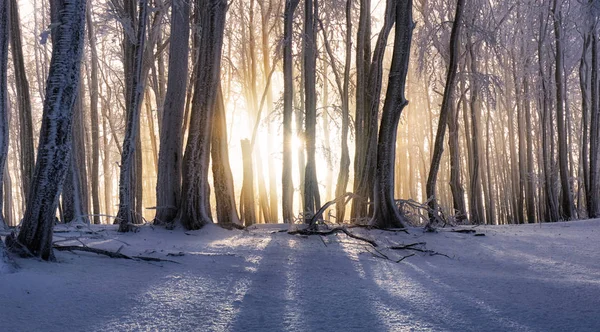落日在冬日的森林里,雾蒙蒙的,树冠般的景色 — 图库照片