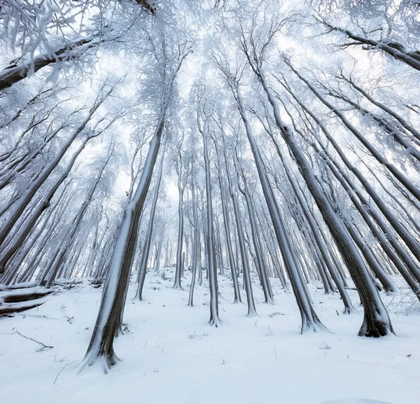 Alberi invernali in montagna coperti di neve fresca — Foto Stock