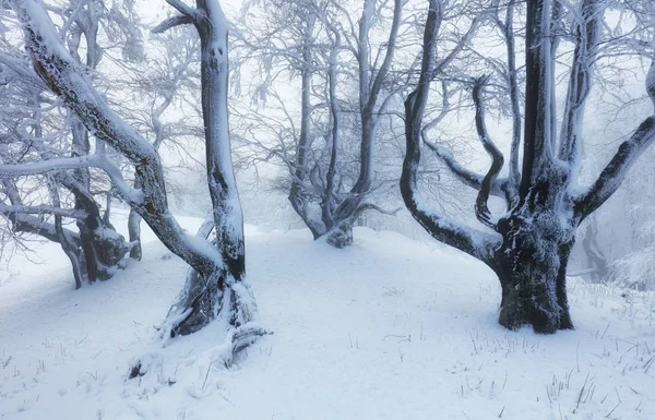 Árvores de inverno em montanhas cobertas de neve fresca — Fotografia de Stock