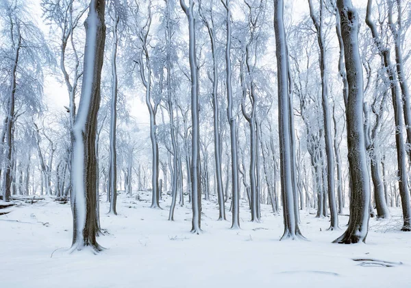 Foresta in inverno con nebbia e paesaggio innevato — Foto Stock