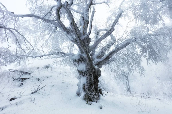 Wald im Winter mit gefrorenen Bäumen — Stockfoto