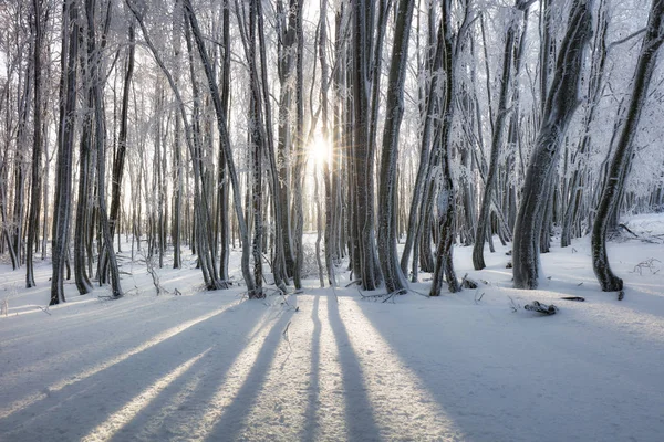 Floresta no inverno com árvores congeladas — Fotografia de Stock