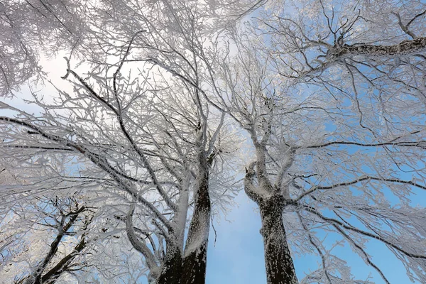 Frozen landscape - Winter mist forest — Stock Photo, Image