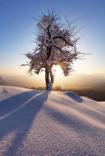 Paisaje de montaña en invierno con bosque — Foto de Stock