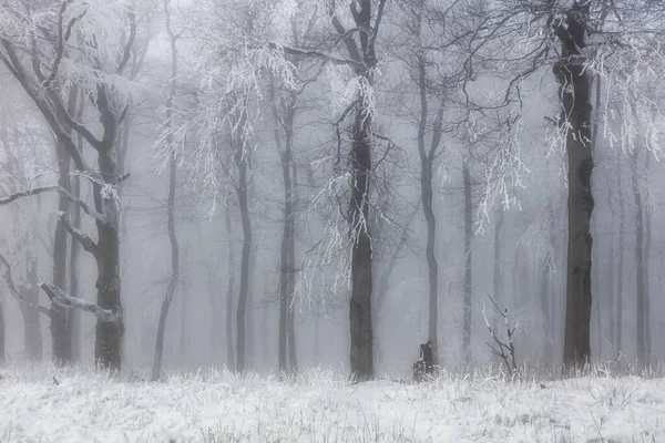 Χειμερινό δάσος στα βουνά. Μεγαλοπρεπές χειμερινό δέντρο. — Φωτογραφία Αρχείου