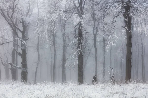 Winterwald in den Bergen. Majestätischer Winterbaum. — Stockfoto