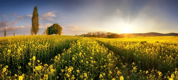 Manier Kapel Met Zon Canola Koolzaad Veld — Stockfoto