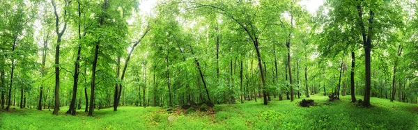 Πανόραμα Πράσινου Δάσους Στη Βροχή — Φωτογραφία Αρχείου