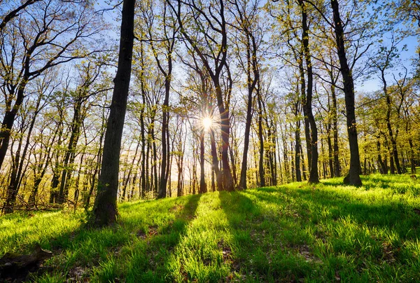 Wald Mit Sonnenstrahlen Bestreuen — Stockfoto