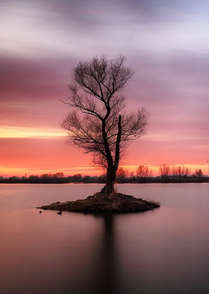 Beautiful Landscape View Tree Lake Sunrise — Stock Photo, Image