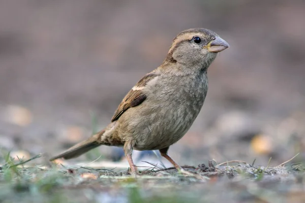 Porträtt Sparv Förbipasserande Domesticus — Stockfoto