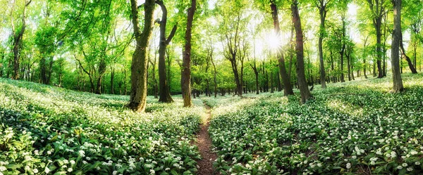 Panorama Flores Blancas Ajo Con Sol Atardecer Bosque Verde Paisaje — Foto de Stock