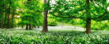 Günbatımında yabani sarımsaklı orman, Slovakya