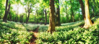 Orman yeşili manzaralı beyaz çiçekler ve patika