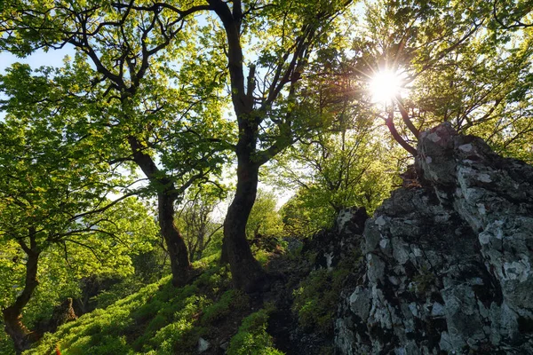 Forêt Montagne Dans Les Carpates Avec Soleil Slovaquie — Photo