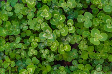 Halı yeşil üç yapraklı yonca kapsayacak bir çayır