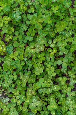 Halı yeşil üç yapraklı yonca kapsayacak bir çayır