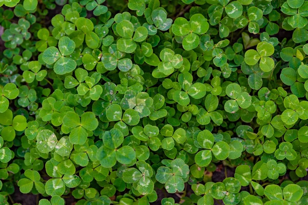 Halı yeşil üç yapraklı yonca kapsayacak bir çayır
