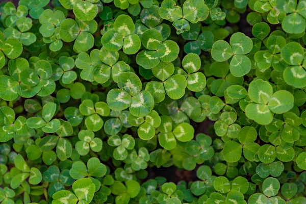 Halı yeşil üç yapraklı yonca kapsayacak bir çayır