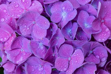 water drops of hydrangea flower petals close up clipart