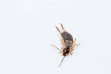 earwig insect on a white background macro close up image clipart