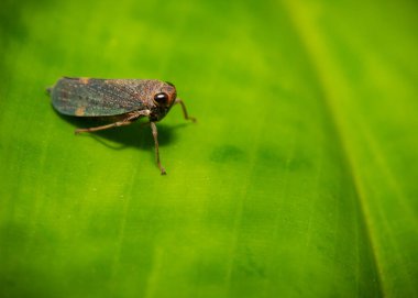 Yeşil yapraklı makro resim üzerinde cadellidae Leafhopper böceği