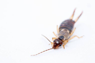 earwig insect on a white background macro close up image clipart