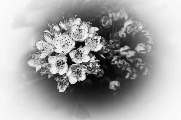 Black and white flower macro fine art photo — Stock Photo, Image