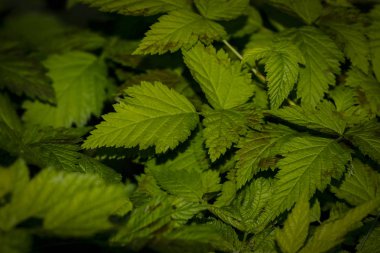 yeşil soyut veya arkaplan için makro resim bırakır