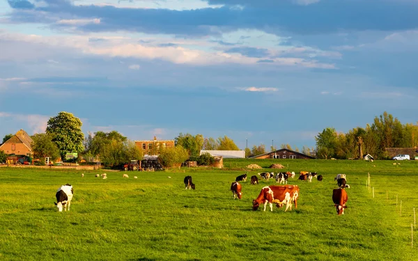 Cows cattle in a a a dutch ranch grazing on lush green grass — Stock Photo, Image