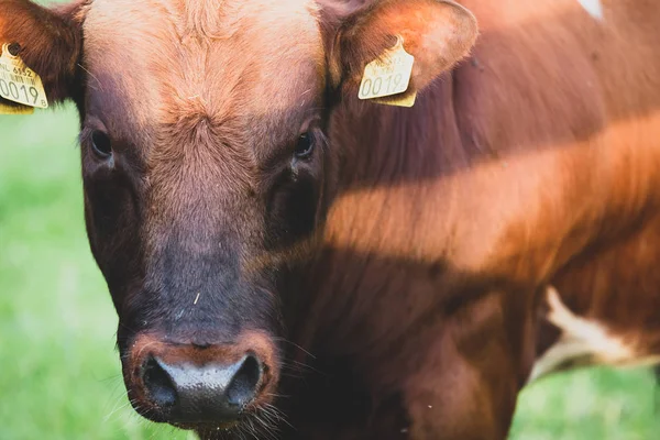 Cabeça de boi mestra de carne de vaca marrom na imagem dos Países Baixos — Fotografia de Stock