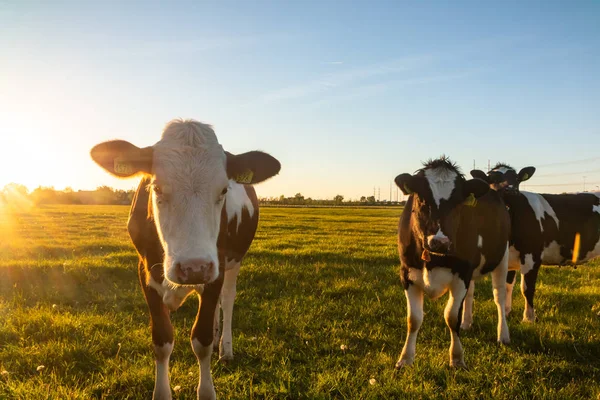 オランダ、オランダ、オランダの牛牧場 — ストック写真
